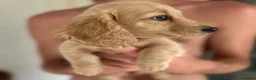 Miniature Dachshund dogs for sale: Cream long haired miniature dachshund puppies  in Sheffield - Advert 3