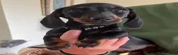 Miniature Dachshund dogs for sale: Beautiful miniature Dachunds - Advert 22