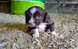 Mixed Breed dogs for sale: Mixed breed rainbow of colours  - Image 8