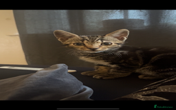 Mixed Breed cats for sale: Two male kittens for sale  - Image 8