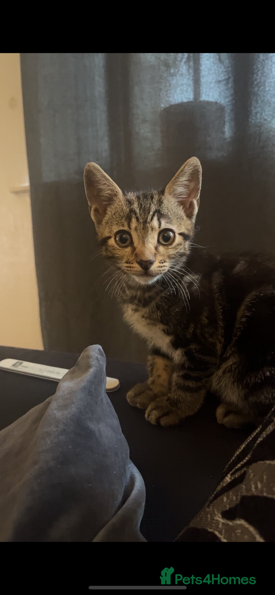Mixed Breed cats for sale: Two male kittens for sale  - Image 8