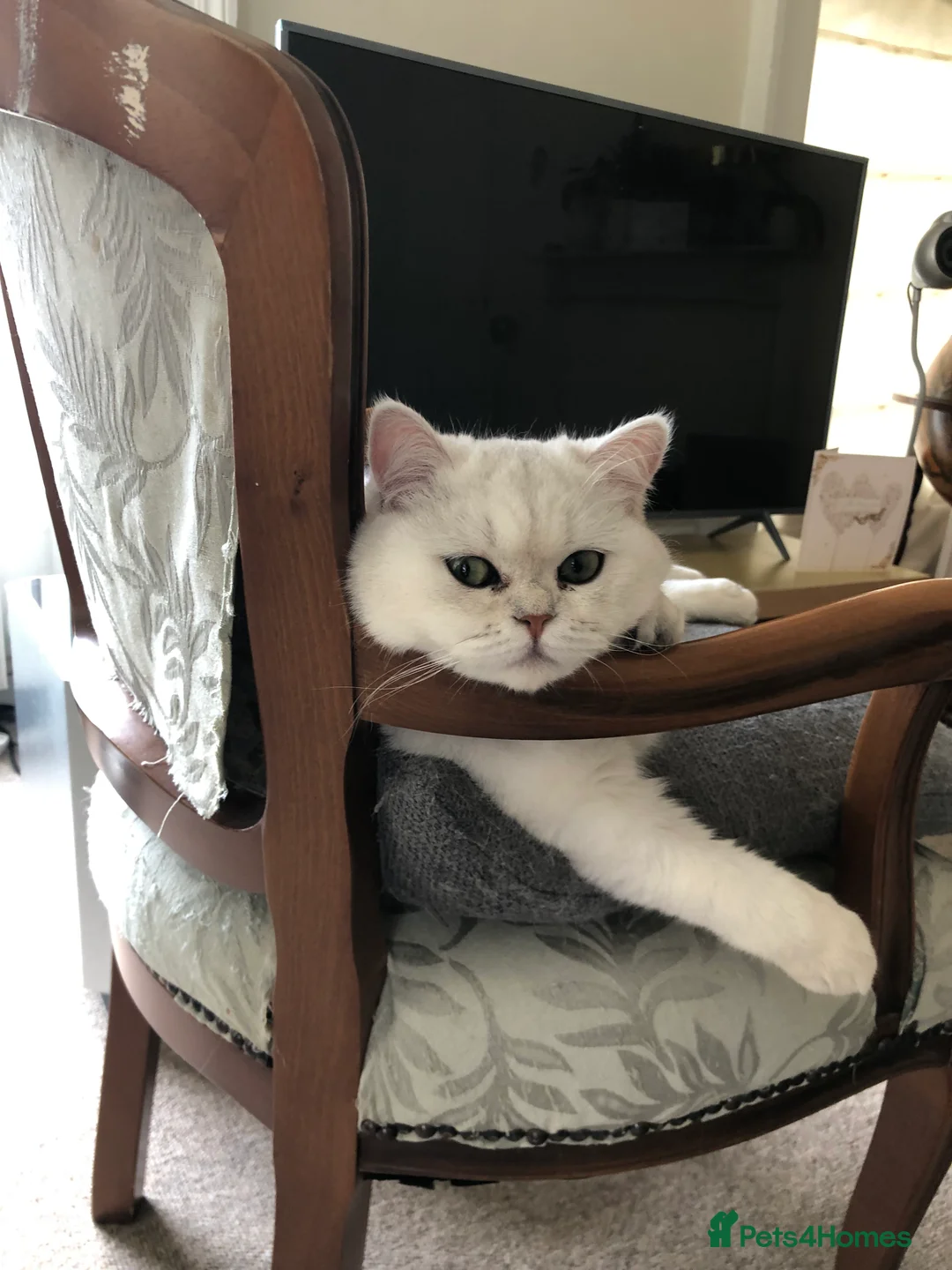 Exotic cats for sale: Very calm exotic  - Advert 1