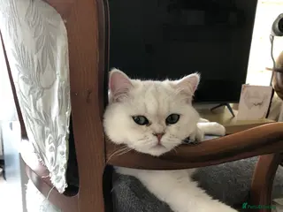 Exotic cats Very calm exotic - Advert 3