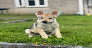 Saarloos Wolfdog dogs - Advert 2