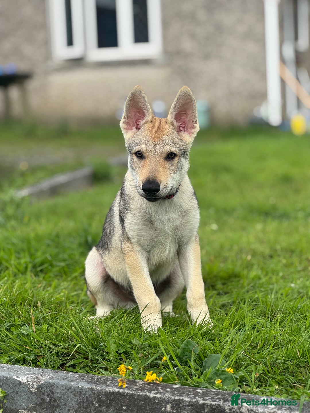 Saarloos Wolfdog dogs for sale: Rare Wolfdog Pups - Socialised & Highly Trainable - Image 2