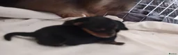 Yorkshire Terrier dogs for sale: Two beautiful yorkies boys  - Advert 23