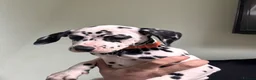 Dalmatian dogs for sale: **4 Left** Dalmatian Pups ready now - Advert 4