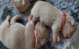 French Bulldog dogs for sale: KC Registered French Bulldog Puppies - Image 2