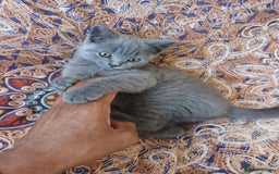 British Shorthair cats for sale: ONLY ONE FEMALE BRITISH SHORTHAIR LEFT - Image 23