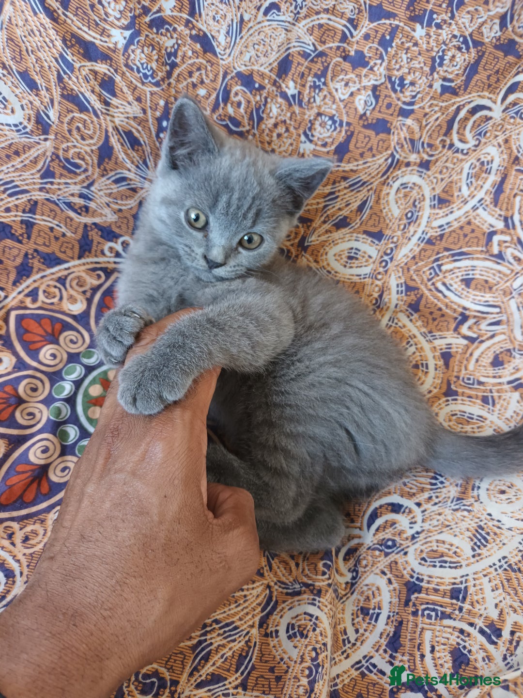 British Shorthair cats for sale: ONLY ONE FEMALE BRITISH SHORTHAIR LEFT - Image 23