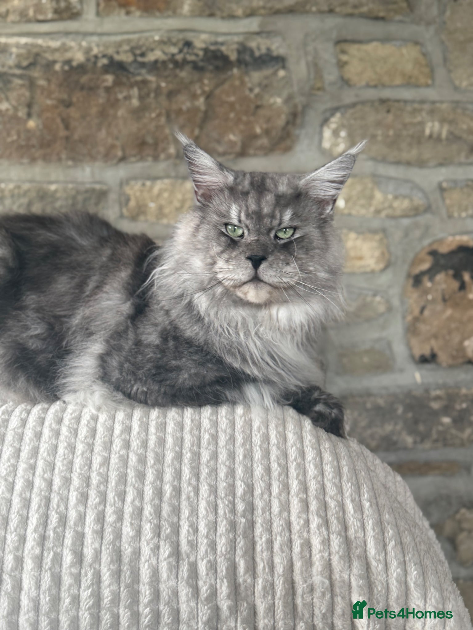 Maine Coon cats for stud: Large Imported High Black Smoke Maine Coon Stud - Advert 3