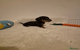 Miniature Dachshund dogs for sale: ❤️ 🐕 Miniature Dachshunds  - Image 31