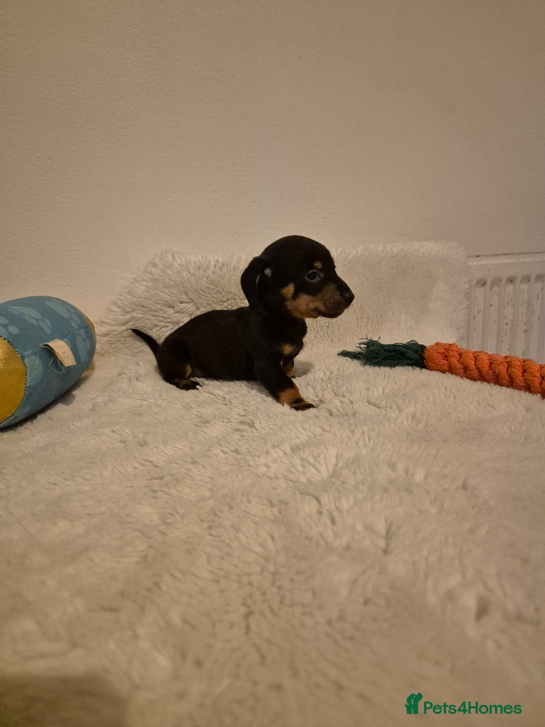 Miniature Dachshund dogs for sale: ❤️ 🐕 Miniature Dachshunds  - Image 31