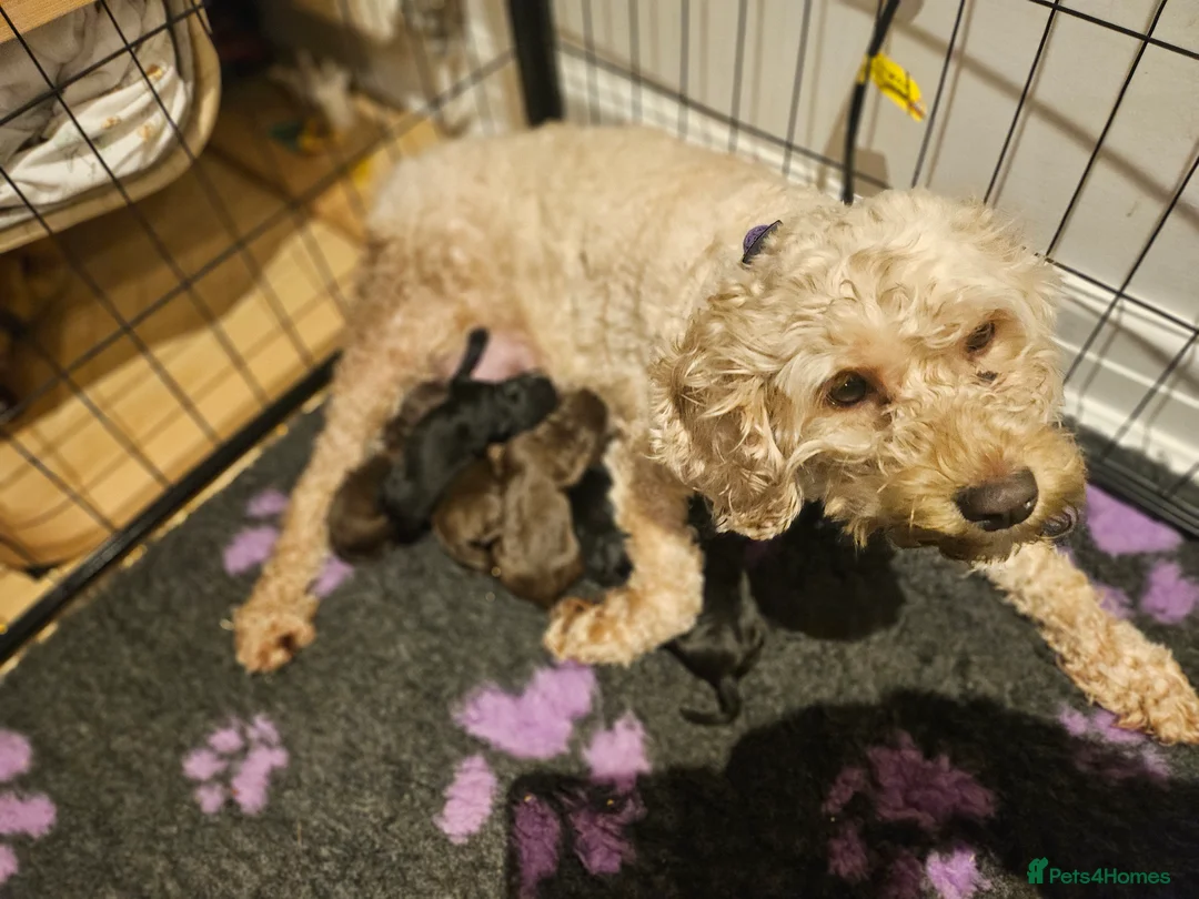 Cockapoo dogs for sale: 4 beautiful cockerpoo pups - Advert 2