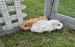 Guinea Pig rodents for sale: Beautiful bonded boars - Image 2
