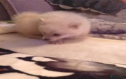 Pomeranian dogs for sale: Butiful Pomeranians - Advert 8