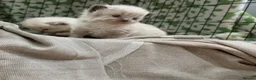 Ragdoll cats for sale: Beautiful Ragdolls - Advert 3