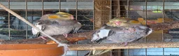 Cockatiels birds for sale: Baby cockatiel  in Stoke-on-Trent - Advert 9