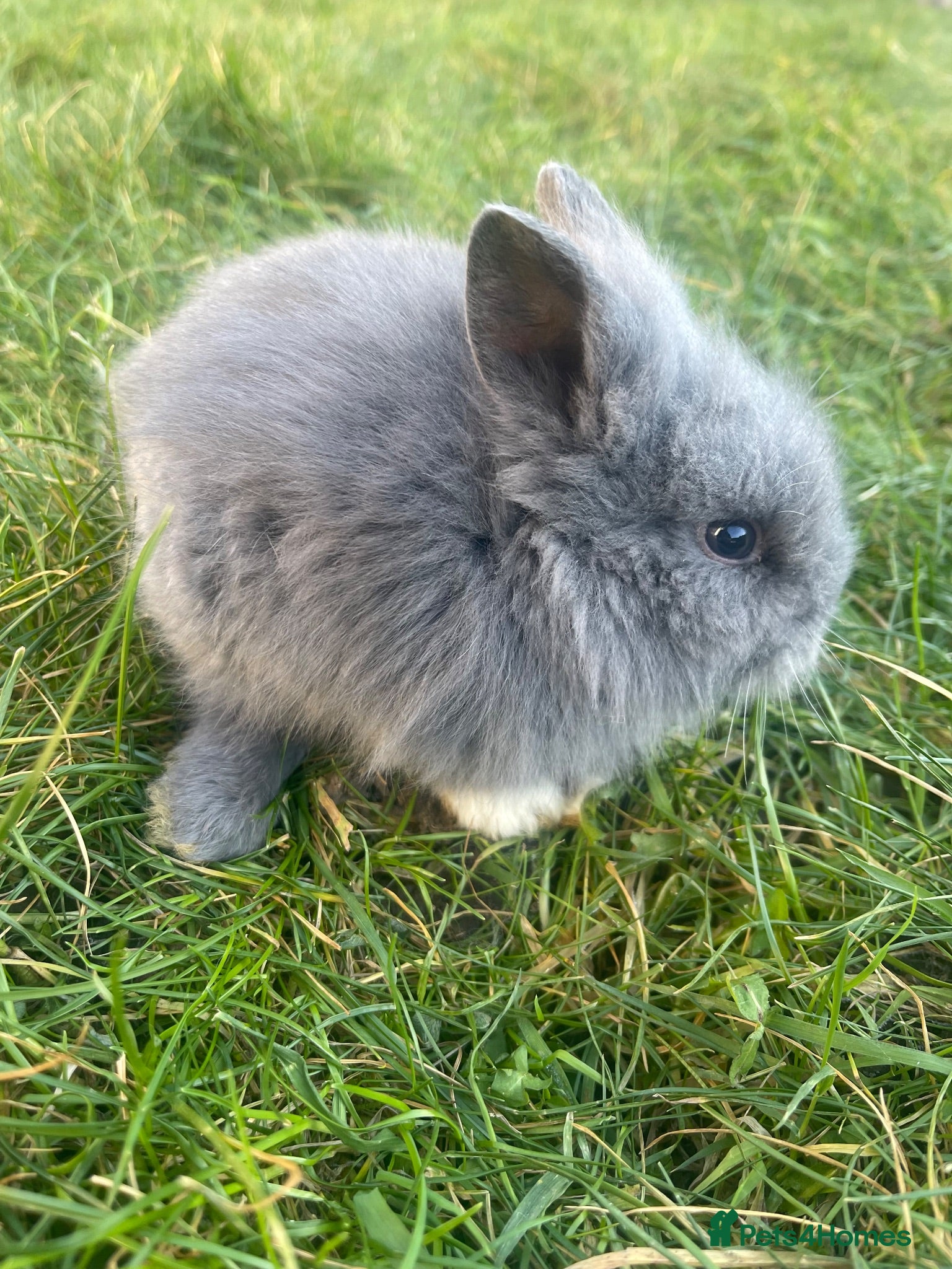 Lionhead rabbits Adorable Lionhead Bunnies - Advert 8