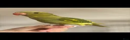 Ringnecks birds for sale: beautiful irn looking for a new home  - Advert 6