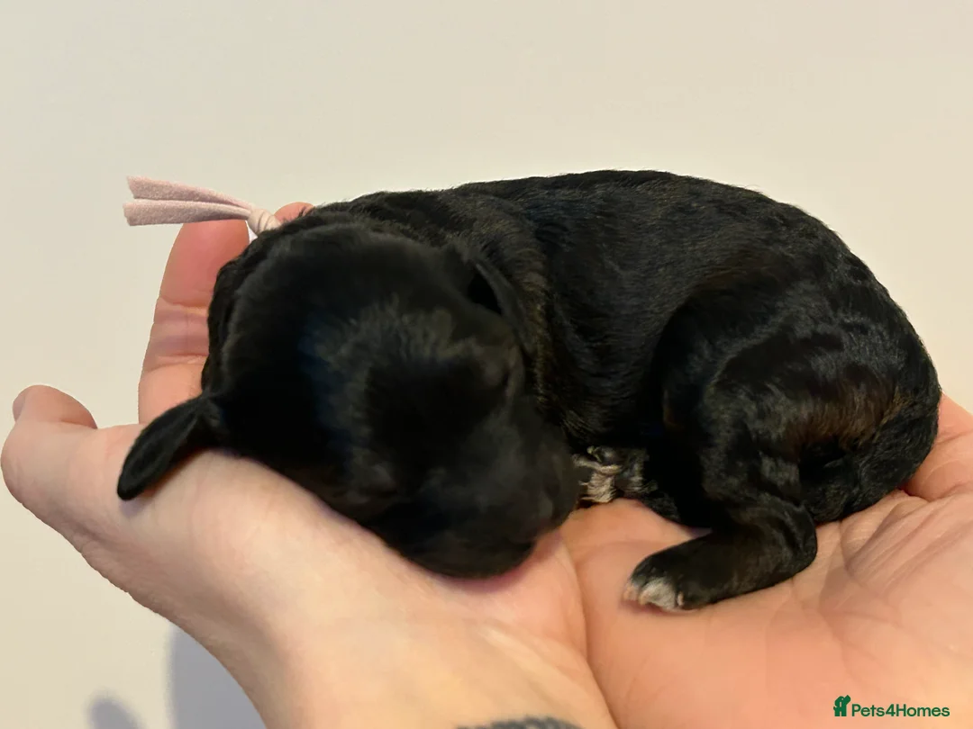 Miniature Poodle dogs for sale: Beautiful Merle Miniature Poodles in Crowborough - Advert 5