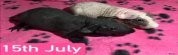 Guinea Pig rodents for sale: Skinny Pig Sows  - Advert 3