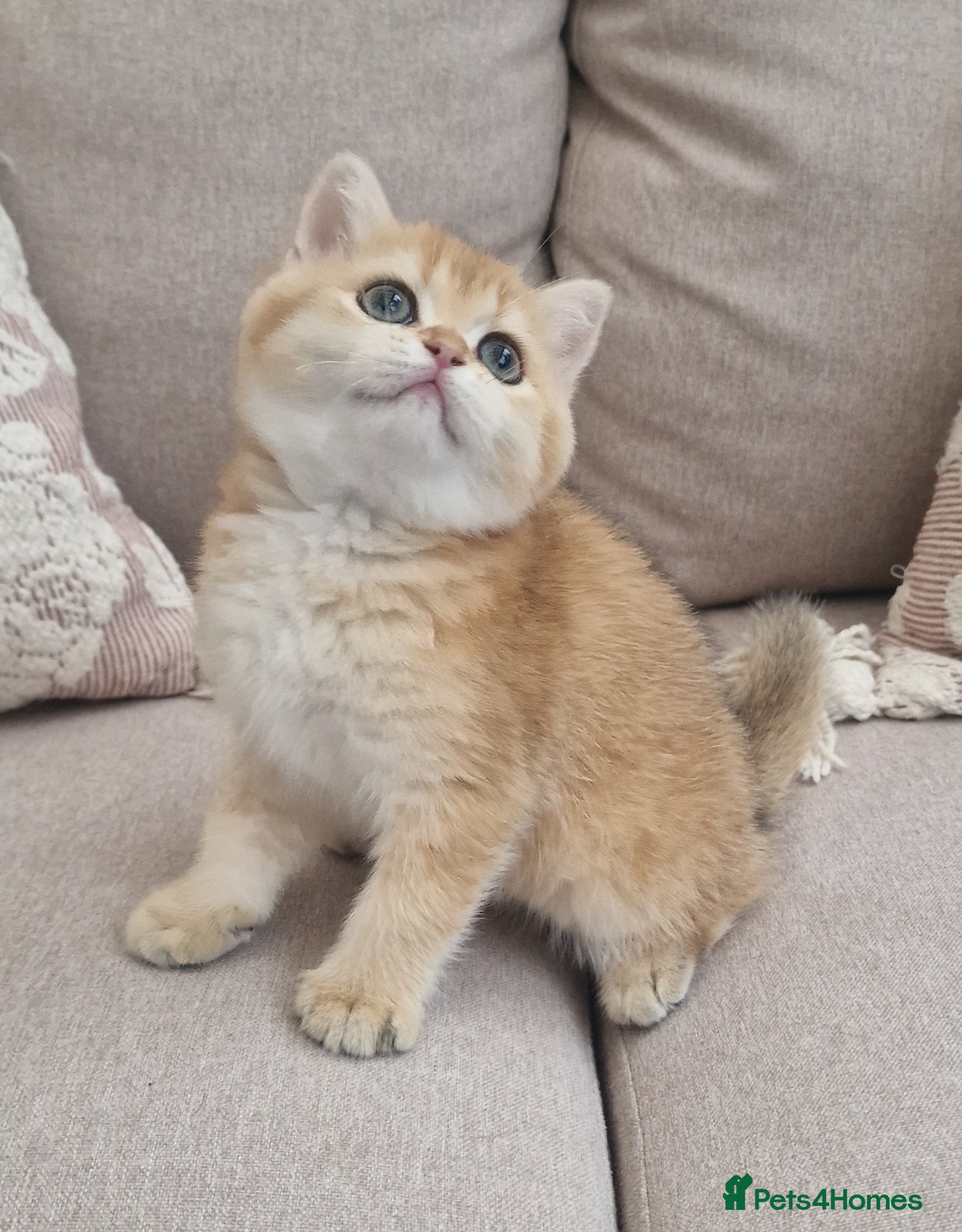 British Shorthair cats British Shorthair Golden Chinchilla Kittens - Advert 2