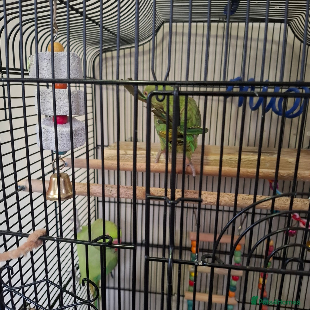 Parrots birds for sale: Ring neck  - Image 2