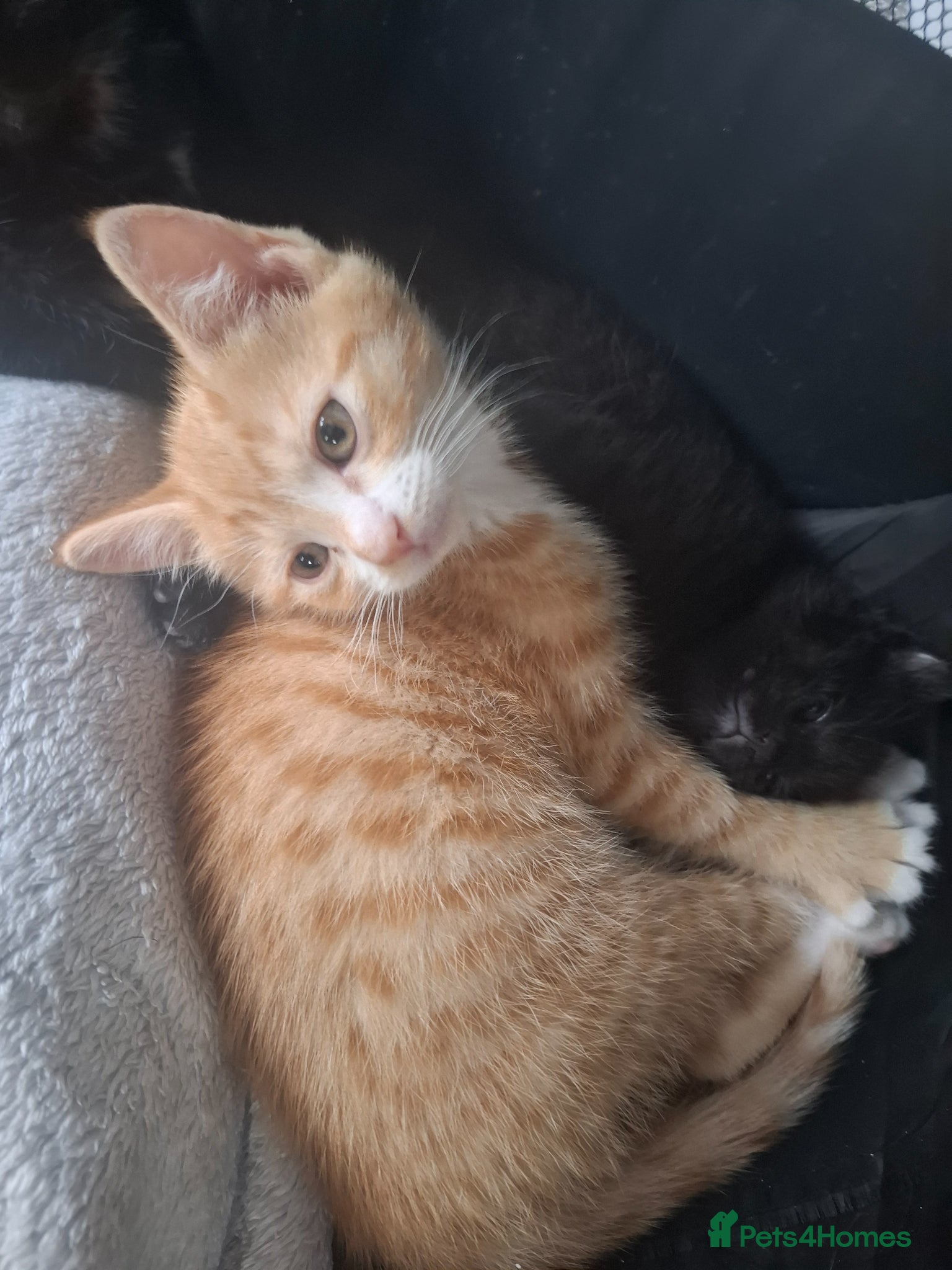 Mixed Breed cats for sale: Stunning Ginger Male kitten - Advert 4