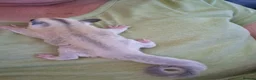Sugar Glider rodents for sale: Sugar Glider Joey Platinum female - Advert 2