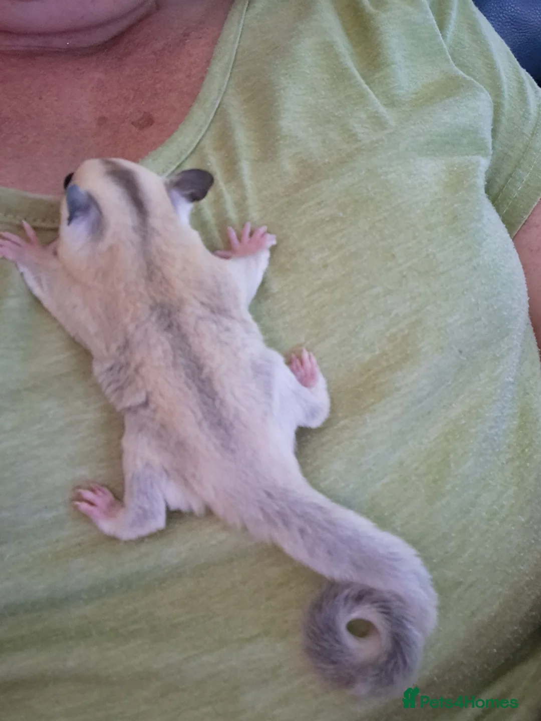 Sugar Glider rodents for sale: Sugar Glider Joey Platinum female - Advert 2