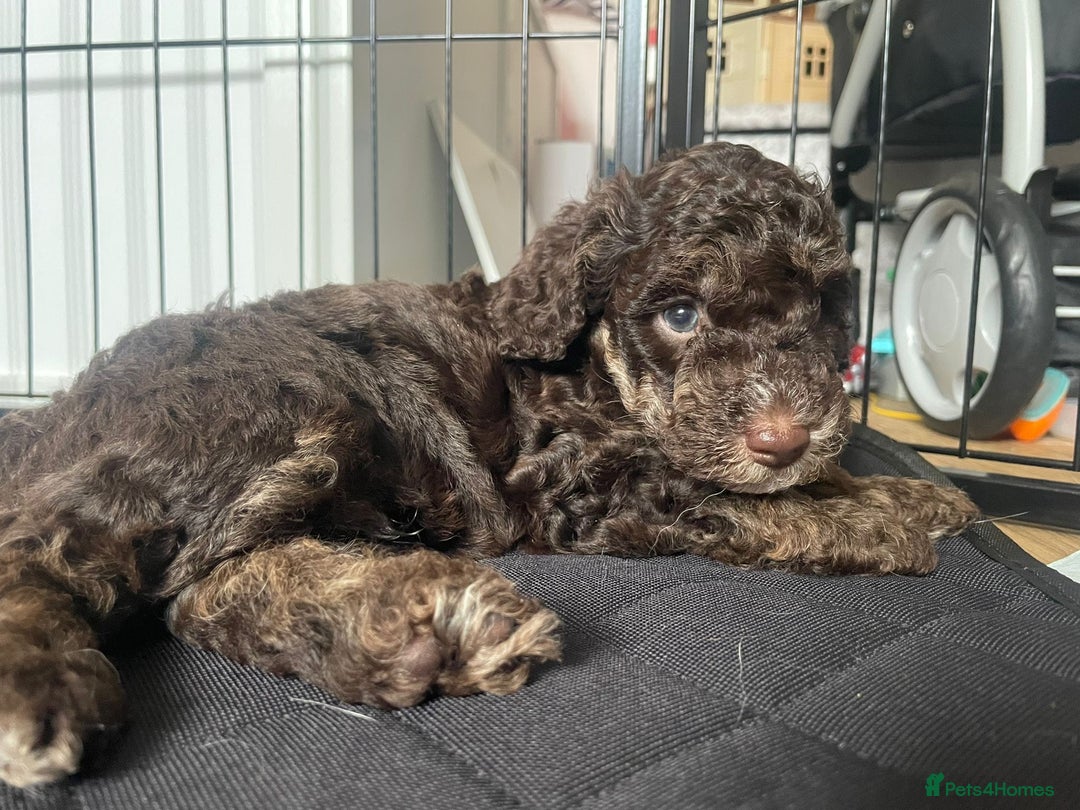 Miniature Poodle dogs for stud: Ralph-Chocolate Merle miniature poodle stud  - Image 19