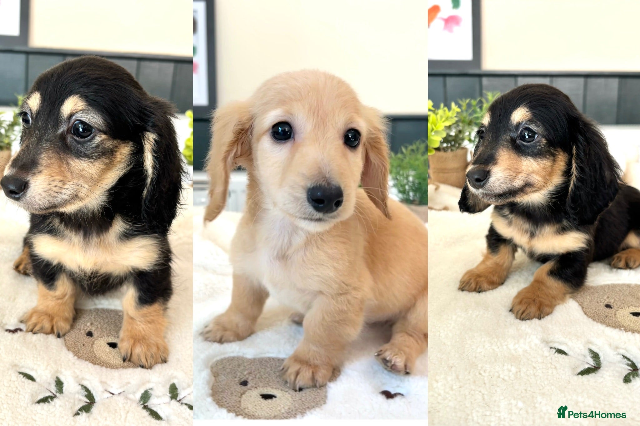 Miniature Dachshund dogs (3left, ready) Long haired miniature Dachshund  - Advert 1