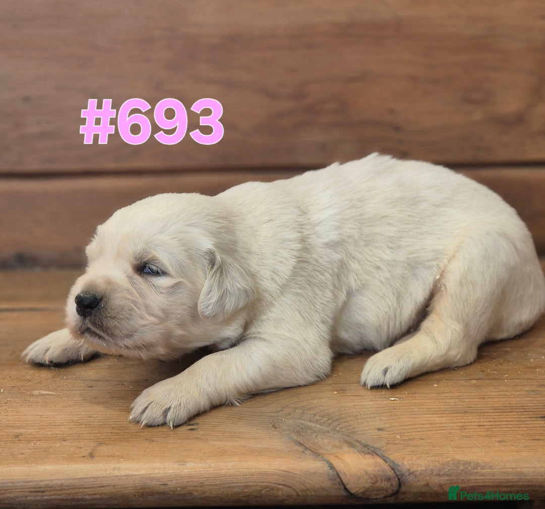 Golden Retriever dogs for sale: KC Registered Golden Retrievers - Advert 13