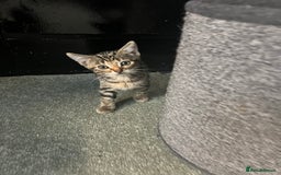 British Shorthair cats for sale: Wonderful cat family looking for a new home! 🐱 - Image 9