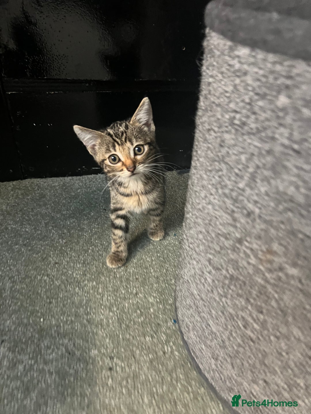 British Shorthair cats for sale: Wonderful cat family looking for a new home! 🐱 - Image 9