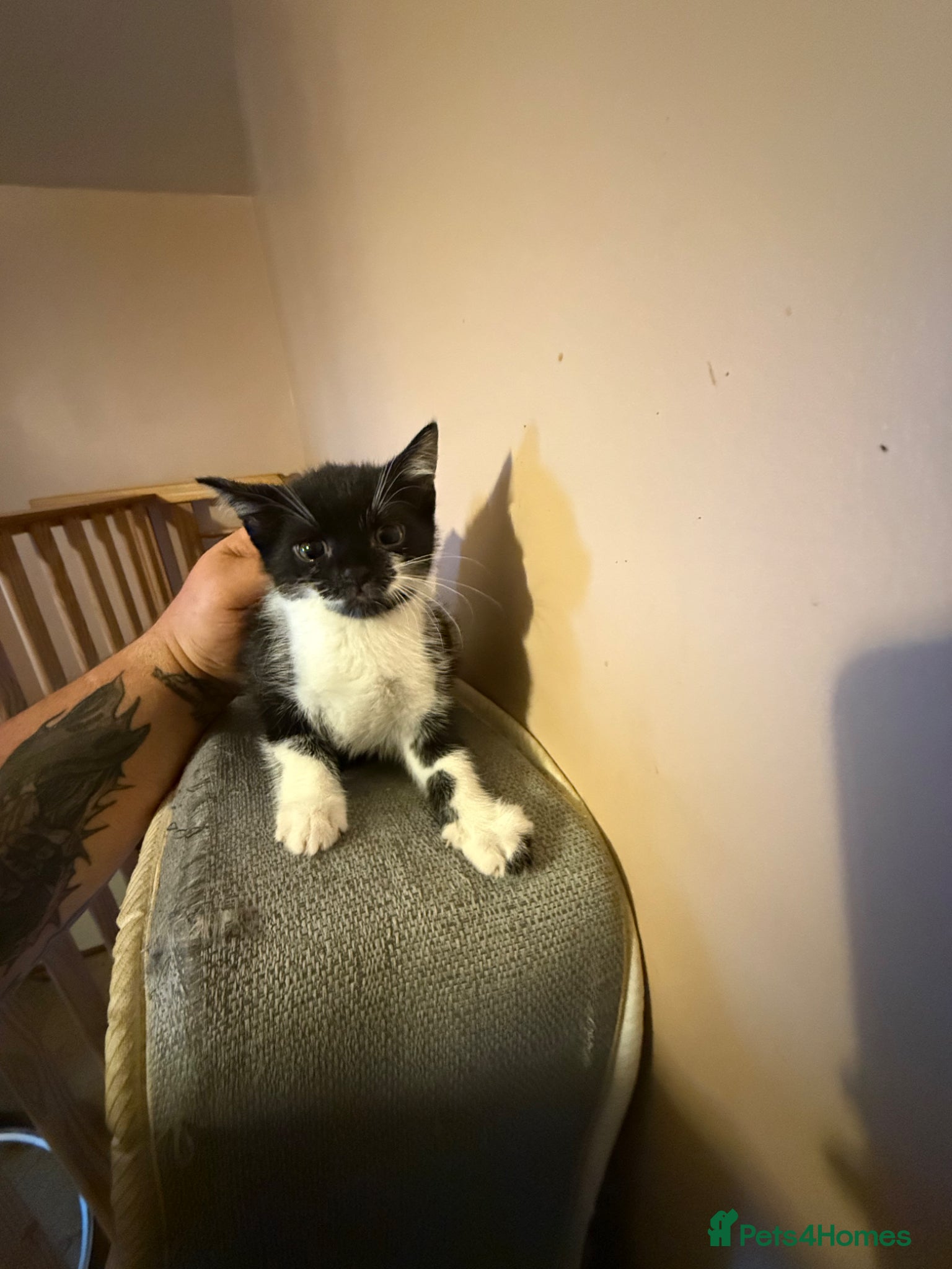 Mixed Breed cats for sale: Kittens for sale  in London - Advert 8