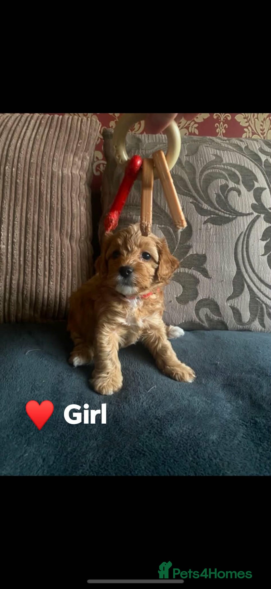 Cavapoo dogs Toy/Small Cavapoo Puppies – Ready Soon 🐾 4💙 2🩷 - Advert 16