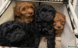 Cavapoo dogs for sale: Stunning premium F1 Cavapoos 🥰 DNR tested parents - Image 7