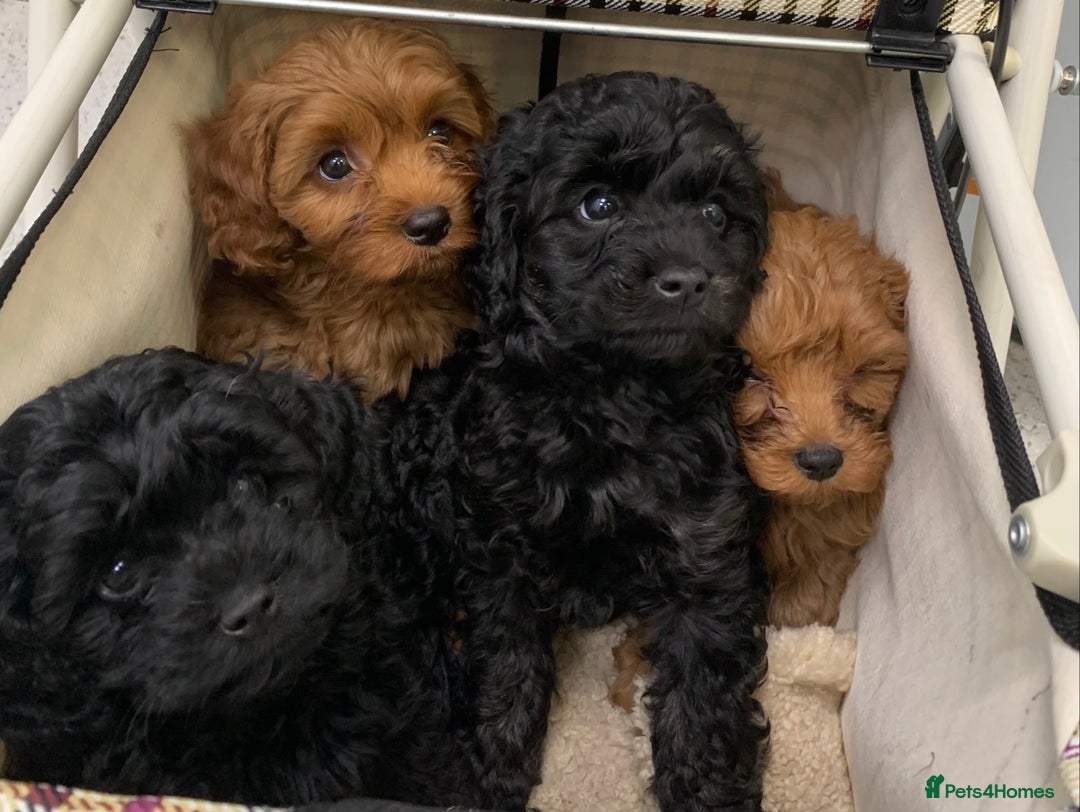 Cavapoo dogs for sale: Stunning premium F1 Cavapoos 🥰 DNR tested parents - Image 7