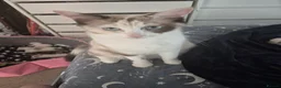 Ragdoll cats for sale: Ragdoll Kittens  - Advert 1