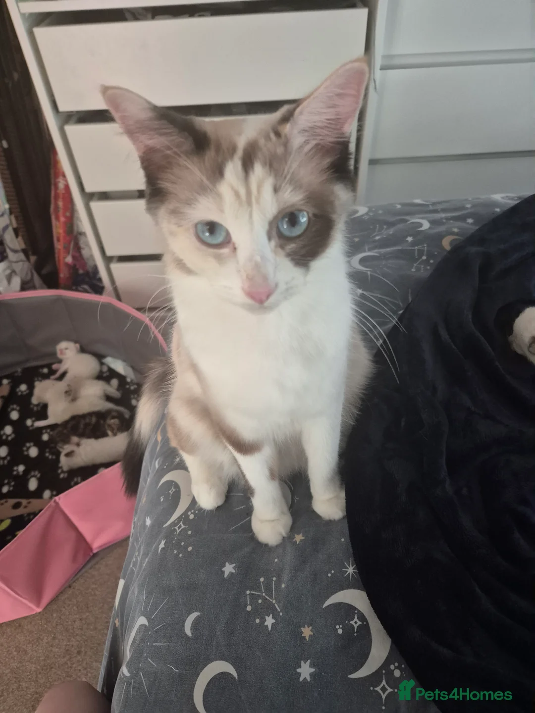 Ragdoll cats for sale: Ragdoll Kittens  - Advert 1