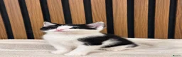 Domestic Shorthair cats for sale: Stunning Kittens | Bella's Litter | Ready Now - Advert 15