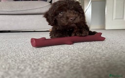 Cockapoo dogs for sale: F1b female Cockapoo puppy  - Image 2