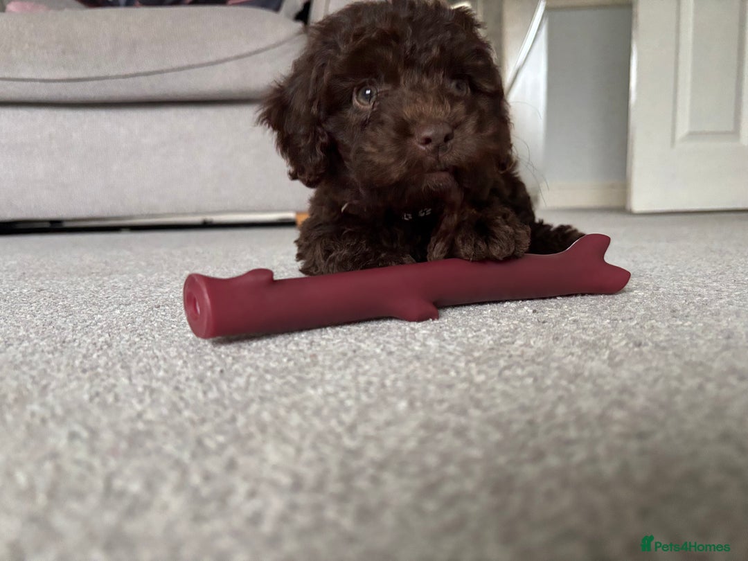 Cockapoo dogs for sale: F1b female Cockapoo puppy  - Image 2