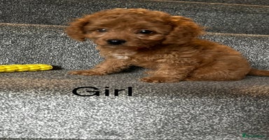 Cavapoo dogs - Advert 10