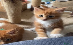 Maine Coon cats for sale: Maine coon babies  - Image 3