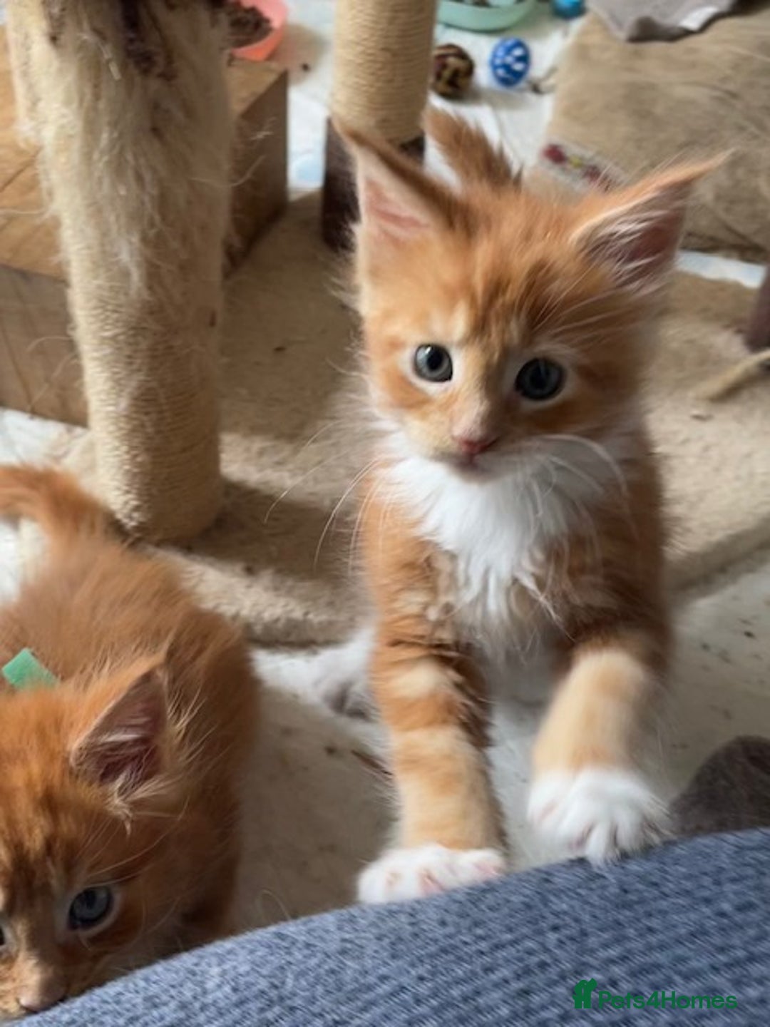 Maine Coon cats for sale: Maine coon babies  - Image 3