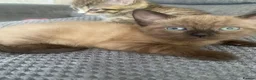 Domestic Shorthair cats for sale: Stunning super friendly kittens in Manchester - Advert 3