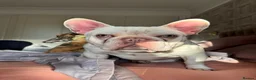 French Bulldog dogs for sale: French bulldog for sale  - Advert 5